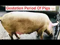 Gestation Period Of Pigs