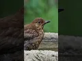 Download Lagu Burung Hitam: Penyanyi Taman Alam