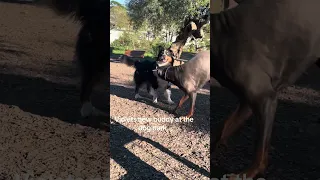 Violets new buddy at the local dog park #Fyp #foryourpage #fypシ #pets #doberman