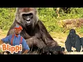 Download Lagu Zoo Animals | Blippi | Kids Learning Videos | Nursery Rhymes | ABCs And 123s