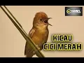Lagu Cici Merah Gacor Dor