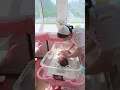 Download Lagu #shorts #newborns #baby #pregnant women giving birth#multiple births#twin#新生儿