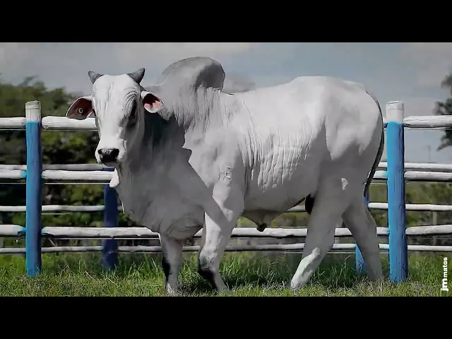 Touro Nelore SGN - 2626