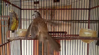 suara burung trucuk memanggil burung lain suara pikat burung trucuk jamin ngumpul