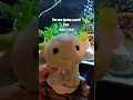 Added to my buildabear axolotl collection