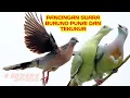 🔴pancingan suara burung punai dan burung tekukur 💯% nyamperin
