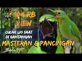 Download Lagu PANCINGAN CUCAK IJO 2024 ‼️ SEKALI PUTAR LANGSUNG HYPER SAAT DI GANTANGAN #brishasf  #cucakijo