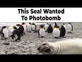 Animal Memes