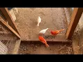 Download Lagu Inside my canaries flight. Dentro de la voladera de mis canarios.