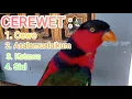 Download Lagu Suara nuri kepala hitam | Cerewet, cewe, asalamualaikum, ketawa, siul