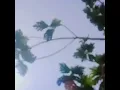 Remaining - Parannoul