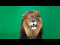 green screen lion singa untuk editor no copyright