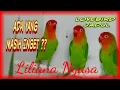 Download Lagu Liliana Nyasa ,Mutasi Lovebird Jadul Spesialis Beauty Contest dan Singing Contest