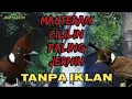 Lagu 100 % SUARA CILILIN TAJAM DAN PEDAS SANGAT COCOK UNTUK MASTER MURAI BATU DAN KICAU BURUNG LAINYA