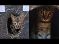 Download Lagu From a Hole in the Ground to a Cozy Home 🏡❤️ | Kittens Finally Sleep Safe | Love Street Cats