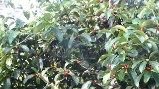 Where can I buy Mangosteen Online. 