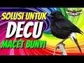 Lagu SOLUSI BURUNG DECU MACET BUNYI