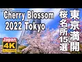 Download Lagu 🇯🇵4K  Tokyo Cherry Blossom（sakura) 2022 Japan 東京の桜 満開 花見 東京観光 旅行 案内  千鳥ヶ淵 新宿御苑 桜の名所 日本の桜