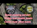 Suara musang pandan birahi / cocok buat pikat #hasil langsung di respon