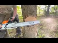 Download Lagu A Safer method of Tree Felling (Hazardous Dead Ash Tree)