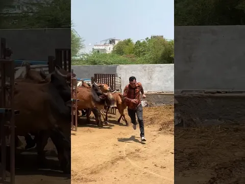 #shravanseva #cow #gaumata #trending #indiancow #youtubeshorts