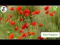 How to successfully Sow Poppies