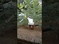 video lucu bikin ngakak | viral tiktok lucu 2024