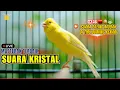 Download Lagu KENARI GACOR PANJANG CUIT-CUIT COCOK BUAT MASTERAN \u0026 PANCINGAN KENARI MACET AGAR CEPAT BUNYI GACOR