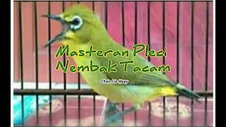 masteran burung pleci suara jernih full tembakan