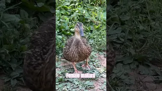 Sound Of A Female Mallard Duck 
