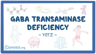 GABA transaminase deficiency: Year of the Zebra 2026