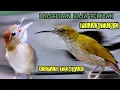 Download Lagu MASTERAN MURAI BATU PILIHAN || KAPAS TEMBAK-PIJANTUNG