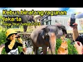 Download Lagu Explore Kebun Binatang Ragunan Jakarta 2025 | Update Harga Terbaru | Zoo