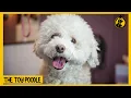 Toy Poodle Dog 101 Everything You Need to Know
