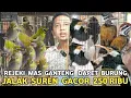 Download Lagu OBRAL !! JALAK SUREN GACOR 250 RIBU PLATUK BAWANG 50 RIBU PLECI 15 RIBU DI PASAR  BURUNG PRAMUKA 