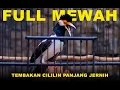 Download Lagu Burung Jalak Suren Full Nembak Cililin Ampuh Masteran Murai Batu  #jalaksuren #masteranburung