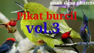 Download Suara Pikat Burcil # vol.3 #.. MP3