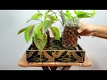 Semi-Hydroponics | Grow Indoor Plants in Clay Balls (LECA) | How to Grow Indoor Plants Without Soil