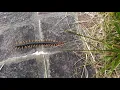 Download Lagu Japanese Centipede
