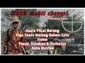 Download Lagu Suara Burung Punai, Tekukur, \u0026 Perkutut dalam satu lagu