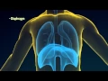 2 How Do Your Lungs Work