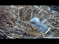 Download Lagu 2nd chick hatched 3-25-22