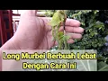 Cara Agar Long Murbei/ Mulberry Berbuah Lebat