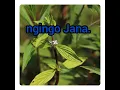 Download Lagu ingingozawe zose zirsbazirinzwe kurogwa kandi zikunzwe 0725638128