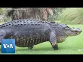 Download Lagu Massive alligator casually walks across golf course