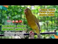 Download Lagu Pancingan Suara Kenari Gacor‼️ Ampuh untuk Masteran Kenari Muda dan Terapi Kenari Macet Bunyi 502