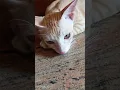 Download Lagu சாகுற வரைக்கும் கூட வருவேன்னு சொன்னா#cat#catlovers#catfunny#petlover#trending#viral#shorts