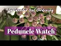 Download Lagu Peduncle Watch I Hoyas That Are Preparing to Bloom I Liquidambar Girl Gardening