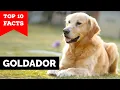 Goldador - Top 10 Facts