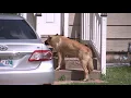 Loose dogs trigger mail suspension for north Tulsa neighborhood residents demand answers
